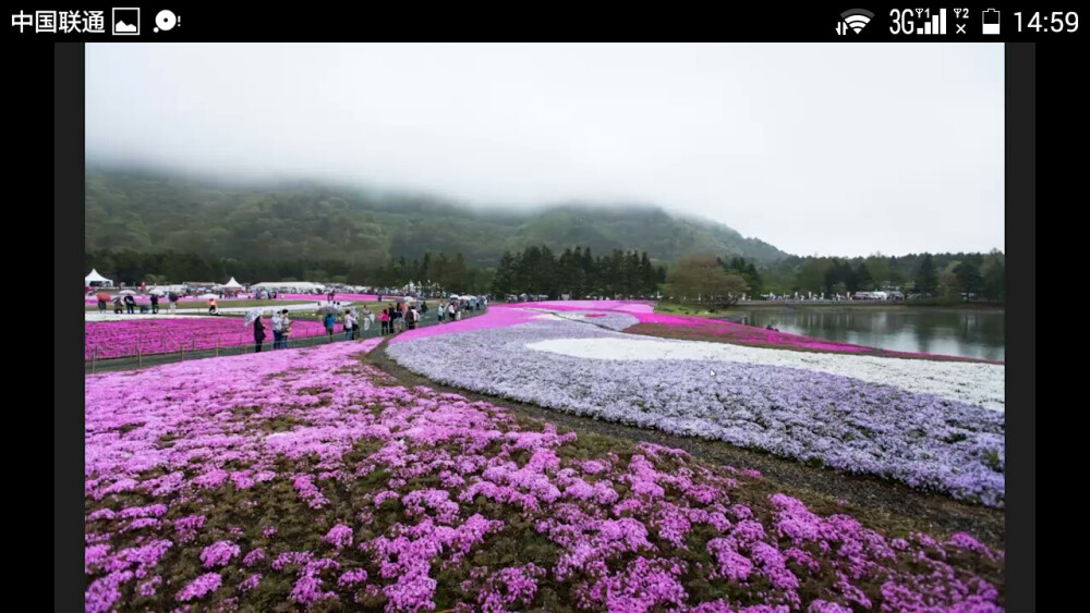 花海