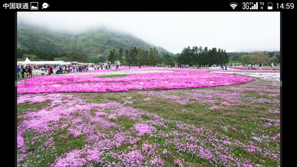 花海