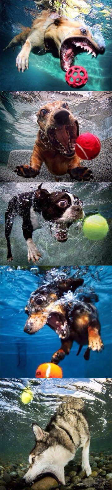 摄影师把狗狗们最爱的玩具扔进水里，在它们去捡的过程中，拍下了这组照片。哈士奇再一次凭借智商，技压群雄……【真替你的智商捉急啊】】