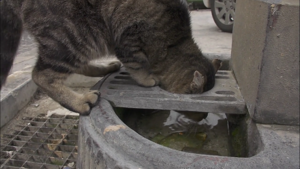 西西里一只十三岁的猫咪。