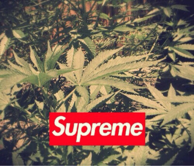 Supreme