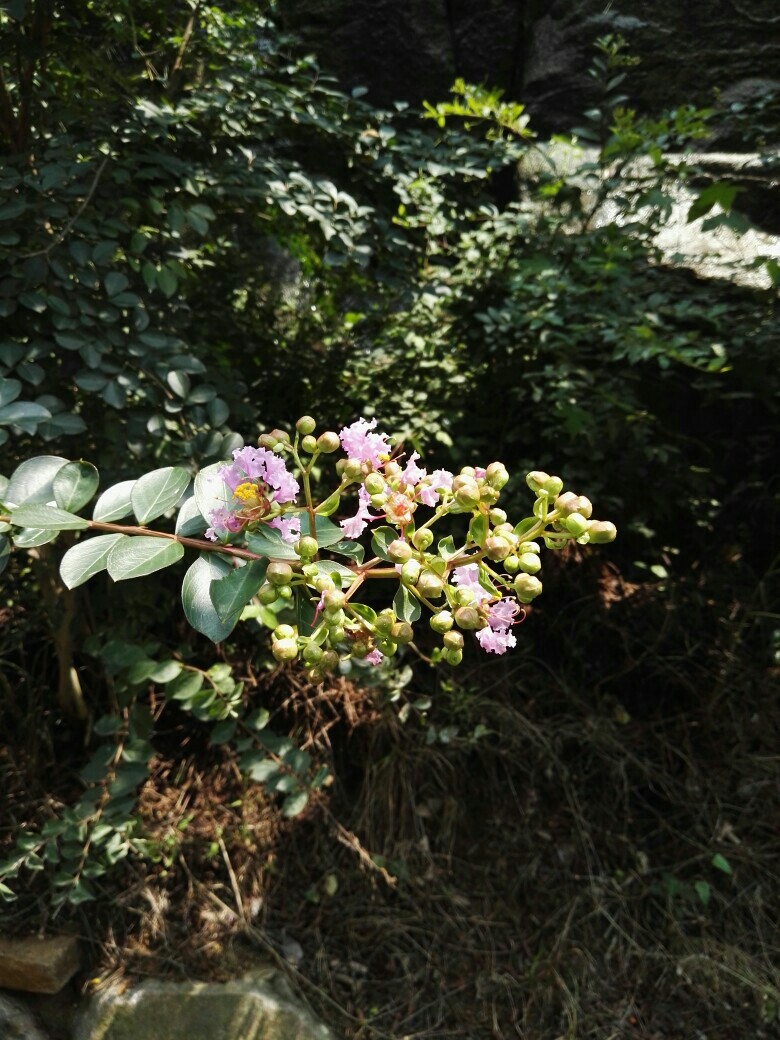 美美哒花花【莱芜房干九龙大峡谷】