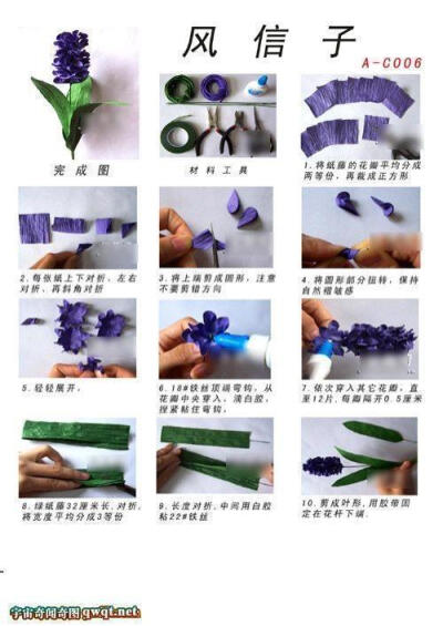 比较精细的「风信子」