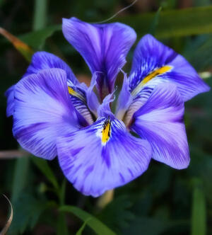 鸢尾（学名：Iris tectorum Maxim. ）又名：蓝蝴蝶、紫蝴蝶、扁竹花等，属天门冬目，鸢尾科多年生草本，根状茎粗壮，直径约1cm，斜伸；叶长15~50cm，宽1.5~3.5cm，花蓝紫色，直径约10cm；蒴果长椭圆形或倒卵形，长4.5~6cm，直径2~2.5cm。原产于中国中部以及日本，主要分布在中国中南部。可供观赏，花香气淡雅，可以调制香水，其根状茎可作中药，全年可采，具有消炎作用。