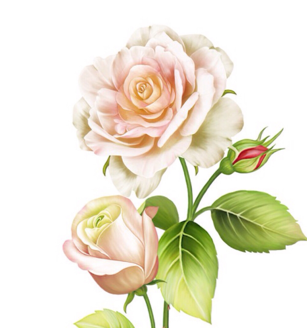 清新水彩画手绘花卉植物意境清新淡雅唯美插画