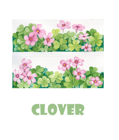 clover