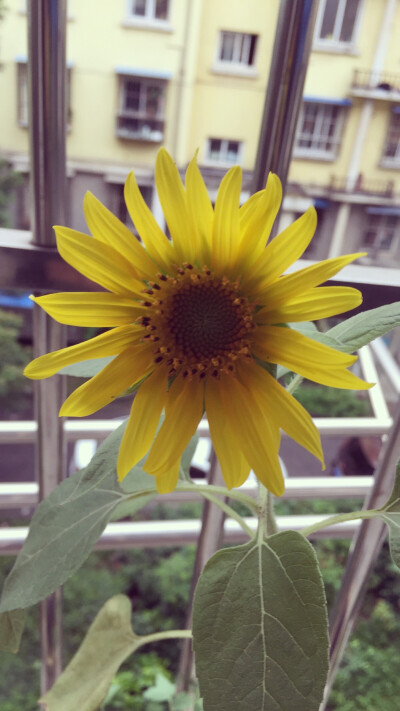 my sunflower