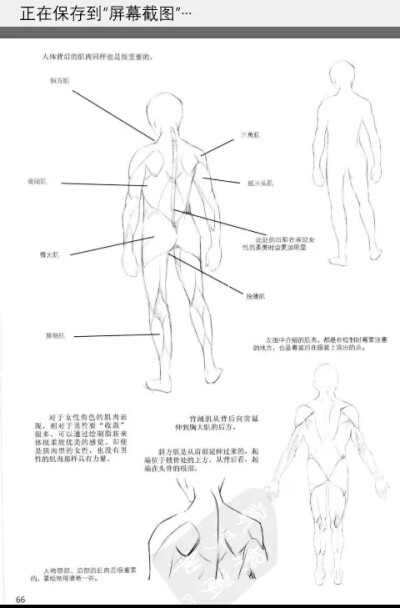 背部肌肉结构