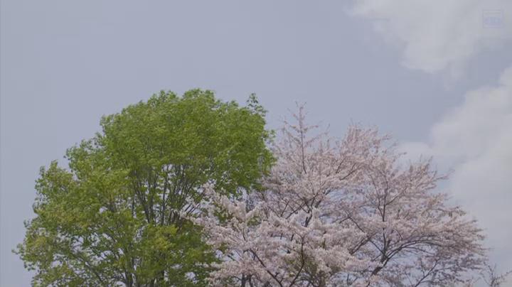 花树与绿叶