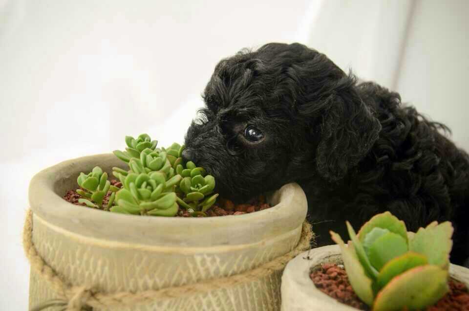 泰迪 狗狗 萌物 植物 小清新 卡哇伊 摄影 满月写真 动物 壁纸