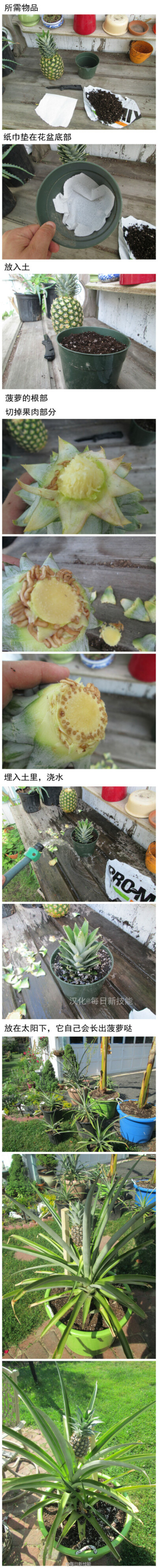 菠萝种植方法