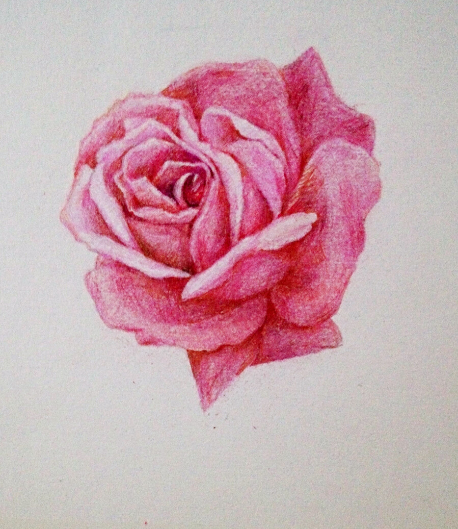 彩铅蔷薇彩针花朵手绘