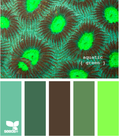 插画 -设计-动漫-植物-艺术-配色-涂色本-秘密花园-奇幻梦境-魔法森林-色彩方案-手绘-设计-色卡 -ColorView -配色-参考-素材