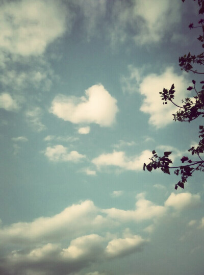 仰望天空，一枝出头