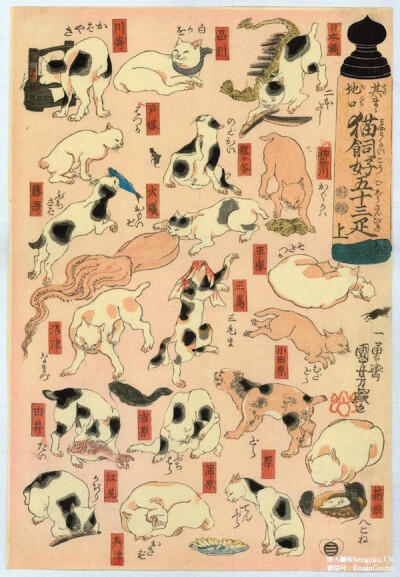 浮世绘 猫 猫咪 喵喵 喵星人 手绘 和风 日本 东瀛 刺青 纹身 武士 个性的喵星人