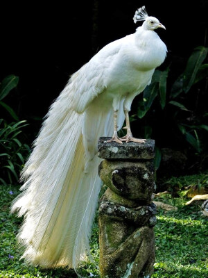 唯美 白孔雀！