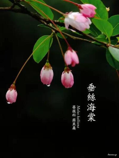 垂丝海棠