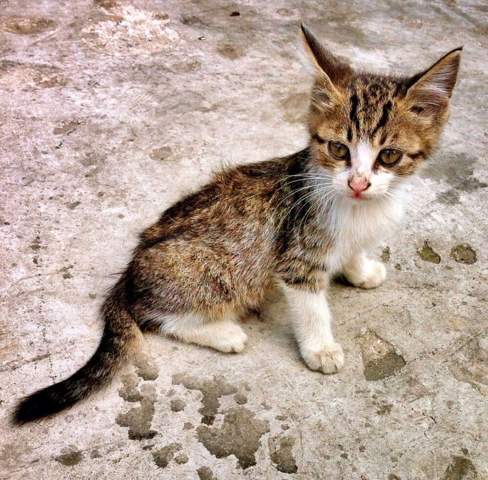 街角•喵星人 BY：Ulrica洛言珏