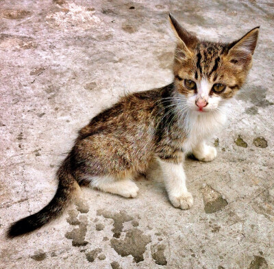 街角•喵星人 BY：Ulrica洛言珏