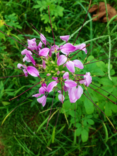 醉蝶花