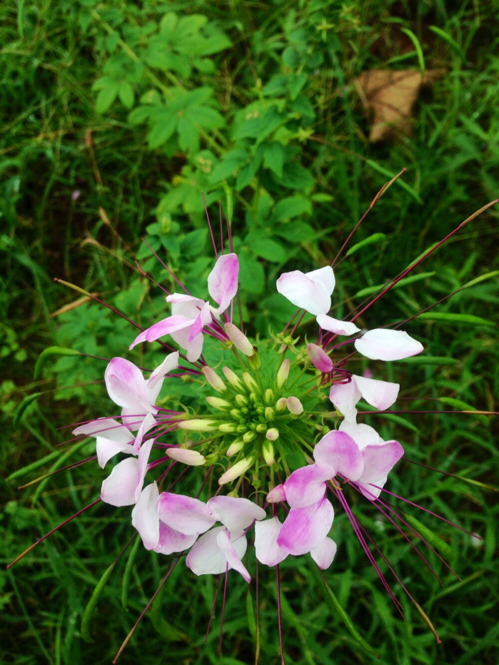 醉蝶花