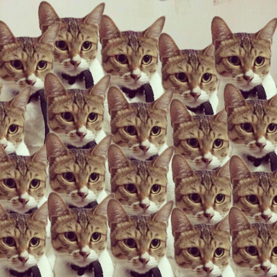 搞怪狗狗狗狗#喵星人之复制狗