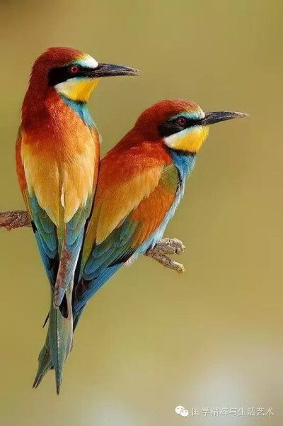 黄喉蜂虎：属中型鸟类，体长23-30厘米。
