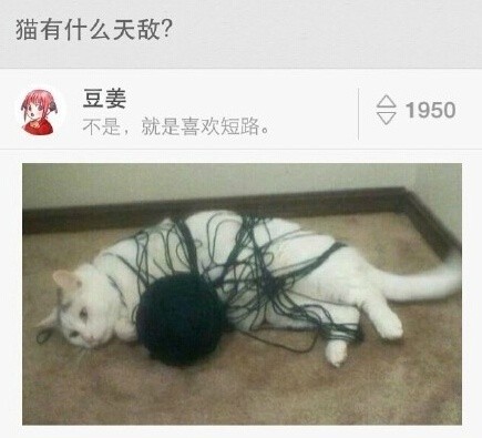 猫咪的死敌