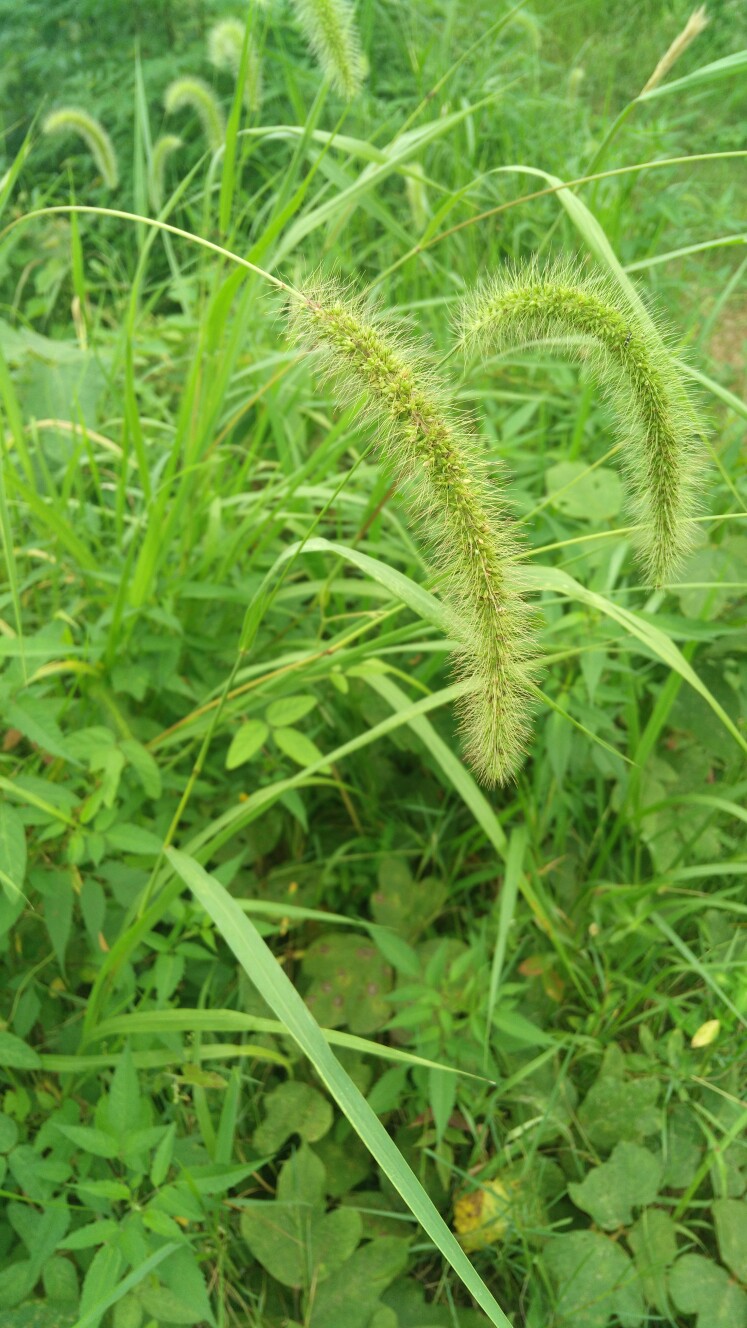 狗尾巴草