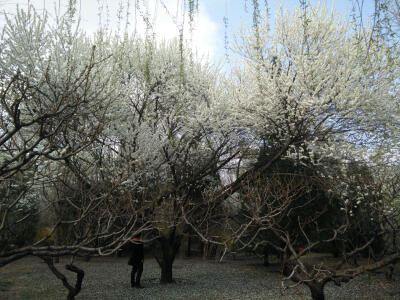 北京植物园，桃花节~ 美呆了