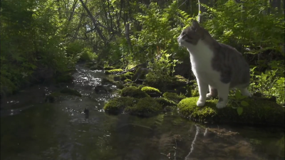 挪威森林里的猫――《猫步走世界》