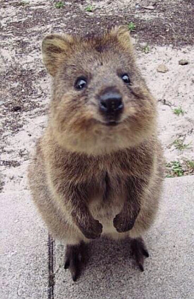 (,,・ω・,,)介小家伙是短尾矮袋鼠(Quokka)，被称为世界上最快乐的动物，它们无论什么时候看起来都很开心。身高才不到60厘米，胖嘟嘟的，简直是野生皮卡丘，善用卖萌方式是悄悄走到你脚下，抬头默默看着你…它们现在…