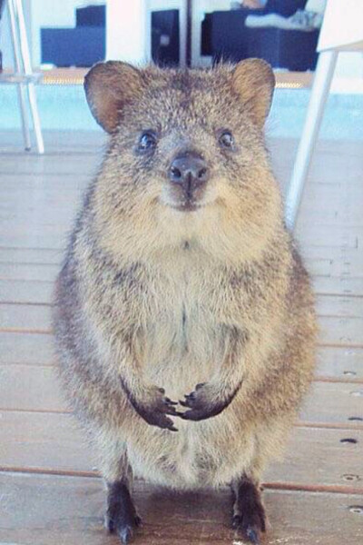 (,,・ω・,,)介小家伙是短尾矮袋鼠(Quokka)，被称为世界上最快乐的动物，它们无论什么时候看起来都很开心。身高才不到60厘米，胖嘟嘟的，简直是野生皮卡丘，善用卖萌方式是悄悄走到你脚下，抬头默默看着你…它们现在…