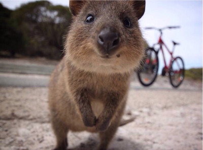 (,,・ω・,,)介小家伙是短尾矮袋鼠(Quokka)，被称为世界上最快乐的动物，它们无论什么时候看起来都很开心。身高才不到60厘米，胖嘟嘟的，简直是野生皮卡丘，善用卖萌方式是悄悄走到你脚下，抬头默默看着你…它们现在…