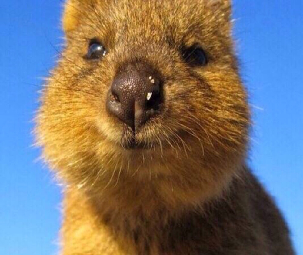 (,,・ω・,,)介小家伙是短尾矮袋鼠(Quokka)，被称为世界上最快乐的动物，它们无论什么时候看起来都很开心。身高才不到60厘米，胖嘟嘟的，简直是野生皮卡丘，善用卖萌方式是悄悄走到你脚下，抬头默默看着你…它们现在是濒危物种了，如果有天遇到，请对它们好点，把这笑容留在蓝星是我们每个人的责任❤