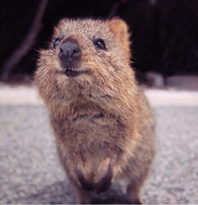 (,,・ω・,,)介小家伙是短尾矮袋鼠(Quokka)，被称为世界上最快乐的动物，它们无论什么时候看起来都很开心。身高才不到60厘米，胖嘟嘟的，简直是野生皮卡丘，善用卖萌方式是悄悄走到你脚下，抬头默默看着你…它们现在…