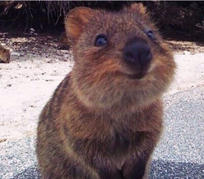 (,,・ω・,,)介小家伙是短尾矮袋鼠(Quokka)，被称为世界上最快乐的动物，它们无论什么时候看起来都很开心。身高才不到60厘米，胖嘟嘟的，简直是野生皮卡丘，善用卖萌方式是悄悄走到你脚下，抬头默默看着你…它们现在…