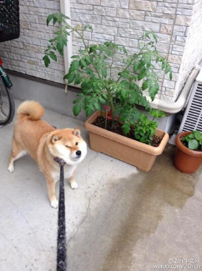 可爱 汪星人 狗狗 宠物 动物 柴犬君~下雨过后死活不肯出家门。不，我不去