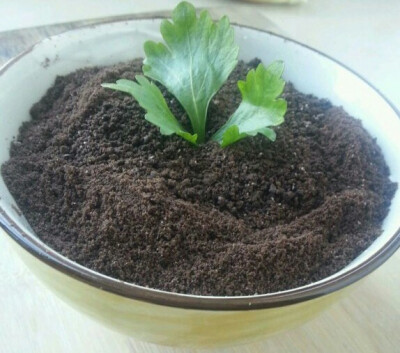 奥利奥3个 酸奶1盒 喜欢的水果适量 一片叶子 制作步骤 1.把奥利奥的奶油用小刀剃掉！把剃好的奥利奥放在保鲜袋里用擀面杖弄碎放到碗里！ 2.取一个干净的碗吧奥利奥里的奶油扑底！ 3.把喜欢的水果想怎么切怎么切！ 4.…