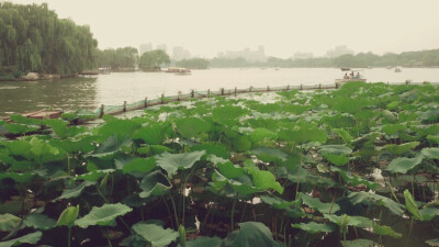 还记得当年大明湖畔的夏雨荷吗？