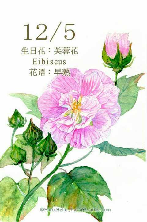 芙蓉花