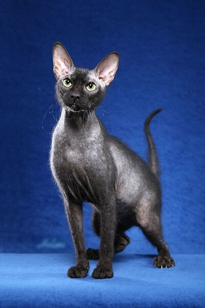 彼得秃猫(Peterbald)，原产于俄罗斯，彼得秃猫并非完全没有毛，它的毛很幼细而且紧贴皮肤。而且皮肤带有皱纹，特别是头部。体型呈半短躯短腿型，眼睛大成圆形，稍倾斜，多为金黄色。头部部呈楔形，耳朵大，尖呈圆弧…