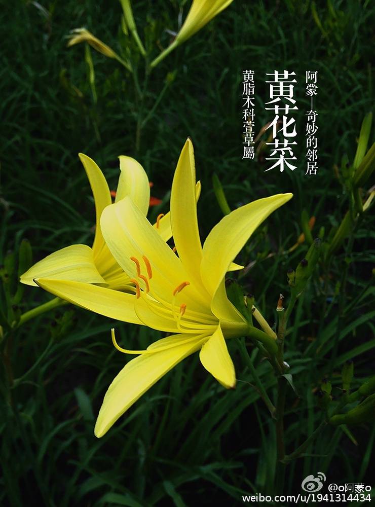 黄花菜