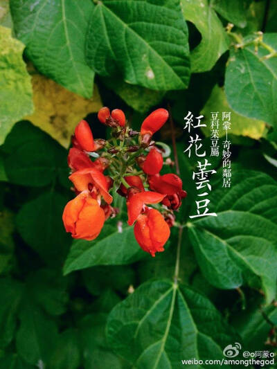 红花芸豆