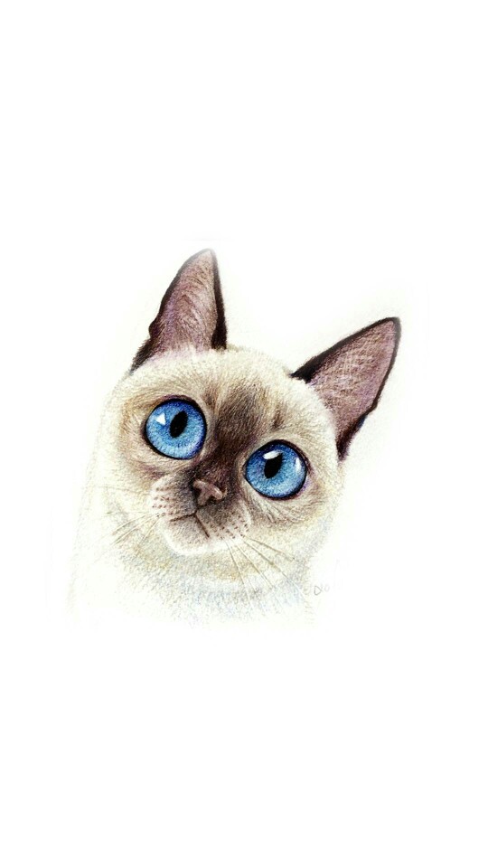 #壁纸#喵星人壁纸 喜欢的话请点关注收藏吧【Collected by稳稳妥妥-】