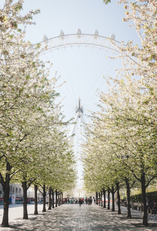 London Eye, London,UK(by Torsten Muehlbacher)。英国伦敦眼，坐落在英国伦敦泰晤士河畔，是世界上首座、同时截至2005年最大的观景摩天轮，为伦敦的地标及出名旅游观光点之一。“伦敦眼”为庆祝新千年而建造，因此又称：千禧摩天轮。乘客可以乘坐 伦敦眼升上半空，鸟瞰伦敦。