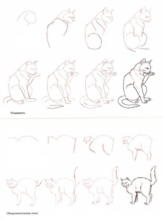 猫的画法3