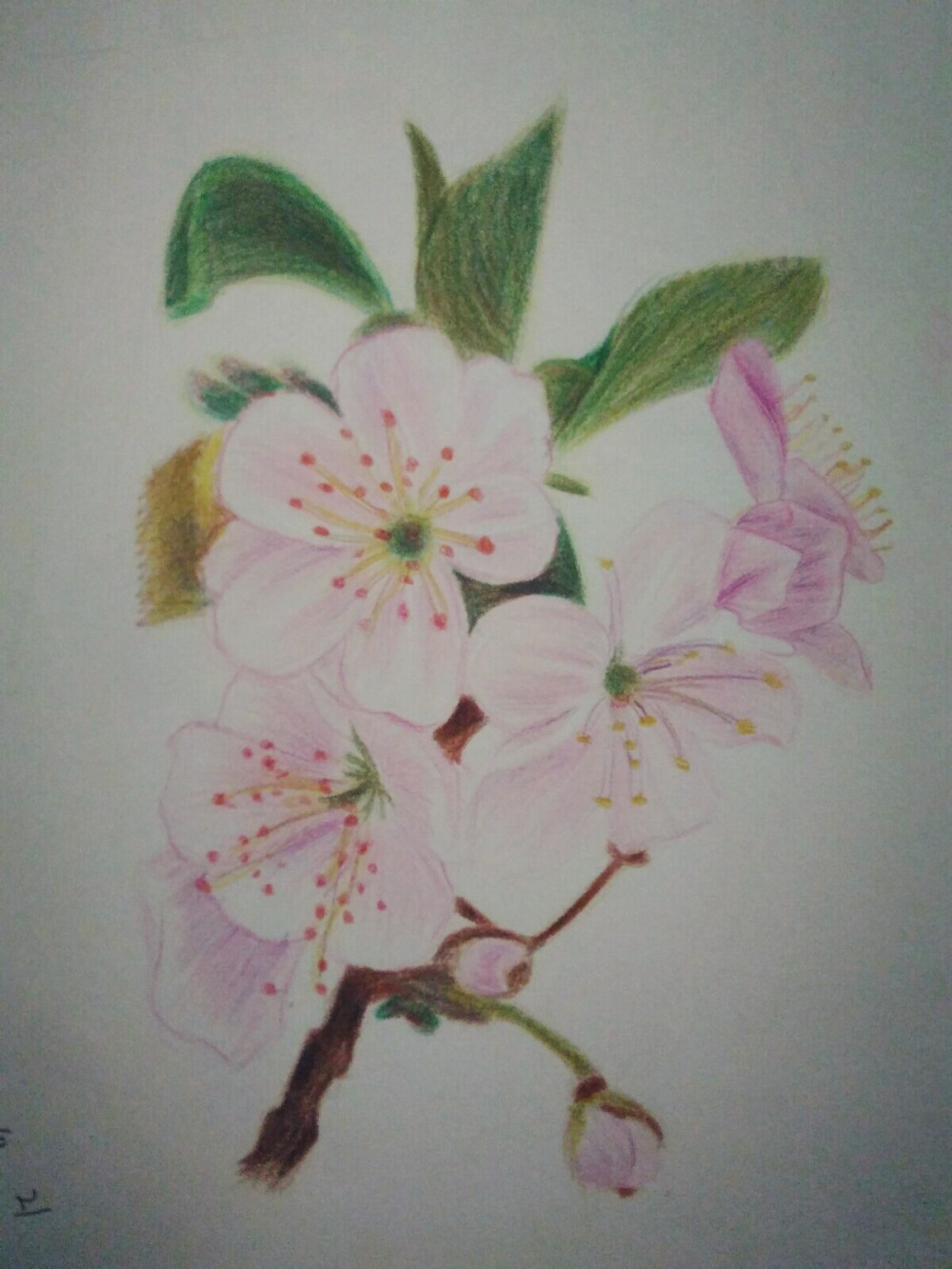 彩铅樱花81 手绘 铅笔 彩铅 彩色 可爱 插画 艺术 植物