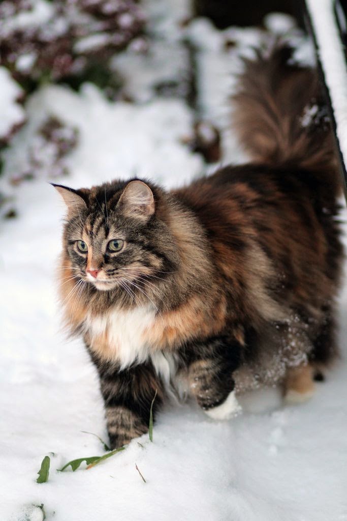 Norwegian Forest Cat - Closely related to the Siberian cat, the Norwegian Forest cat shares many of its characteristics. It is said that these cats where introduced by Vikings around 1000 AD. Like the Viking warrior, this cat is big. Chihuahuas better step aside when this gentle giant comes around.