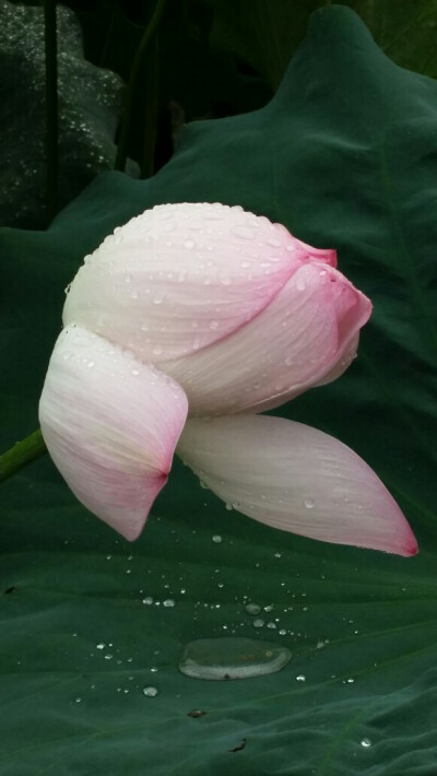 雨后荷花更加迷人